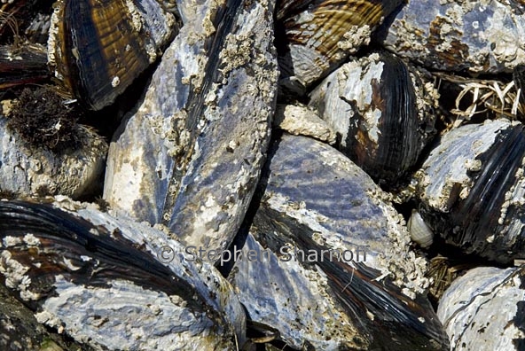 mussels 1 graphic