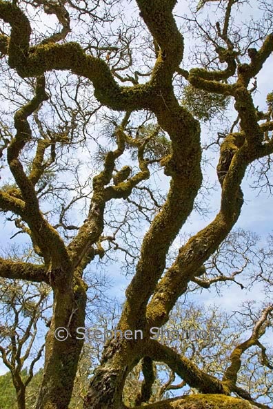oak tree 1 graphic