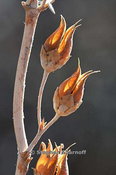 penstemon palmeri seeds 2 graphic