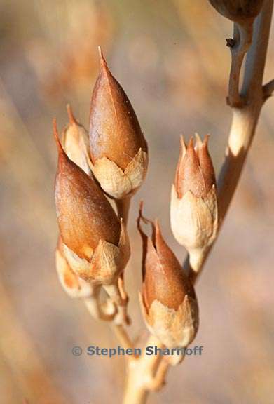 penstemon palmeri seeds 1 graphic