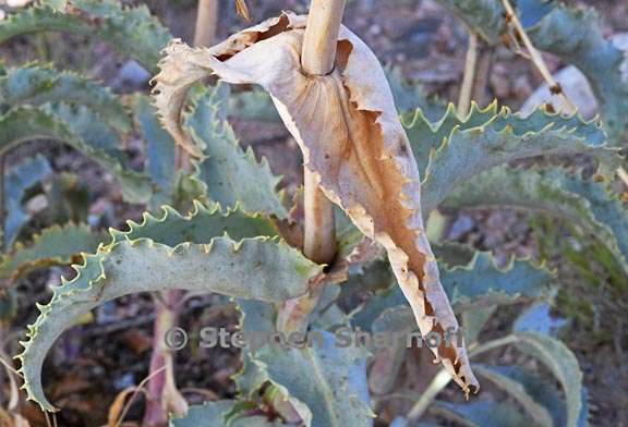 penstemon palmeri leaves 3 graphic