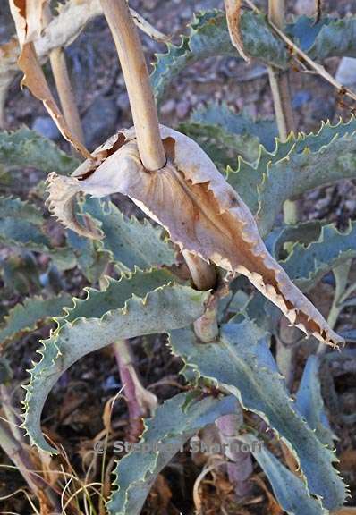penstemon palmeri leaves 4 graphic
