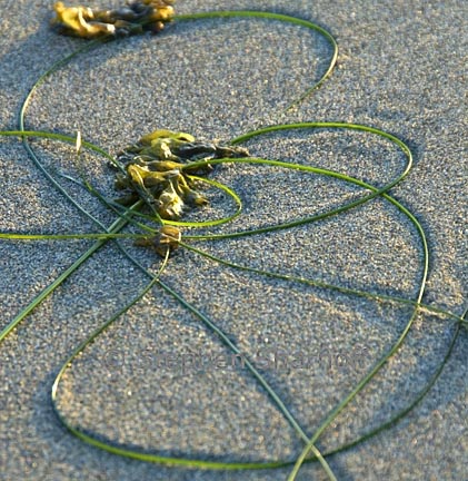 seaweed on beach 1 graphic