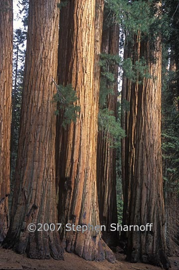 sequoias 1 graphic
