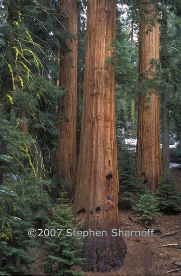 sequoia 2 graphic