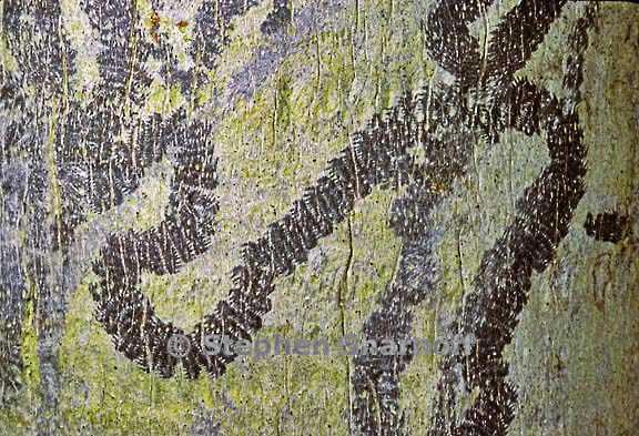 snail tracks lichen graphic