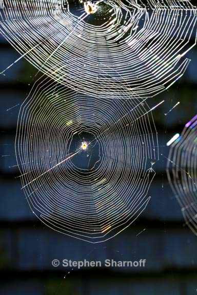 spider web 1 graphic