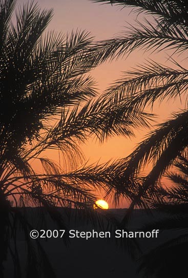 sunset sahara oasis graphic
