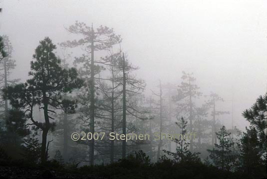 trees in fog 1 graphic