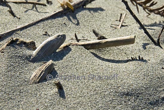 twigs on beach 3 graphic