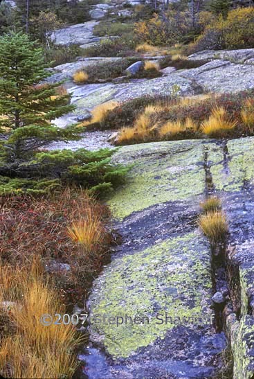 lichens rocks grasses 1 graphic