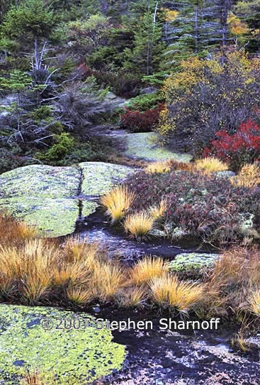 lichens rocks grasses 3 graphic