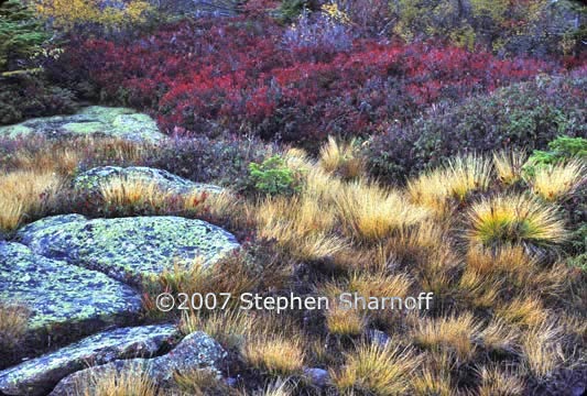 lichens rocks grasses 2 graphic