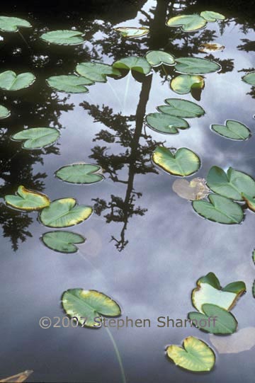 lily pond graphic