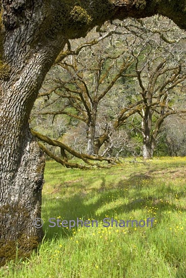 oak trees 1 graphic