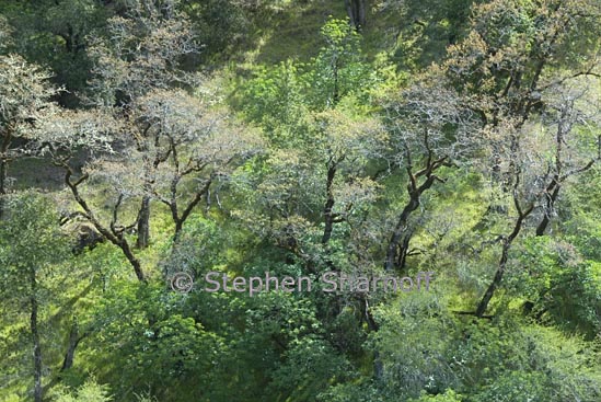 oaks on hillside graphic