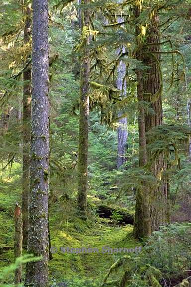 opal creek forest 2 graphic