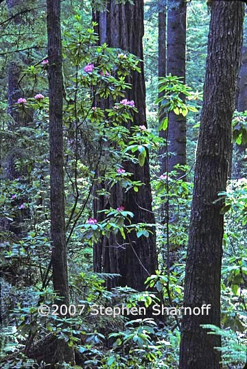redwoods and rhododendrons 1 graphic