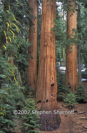 giant sequoias graphic