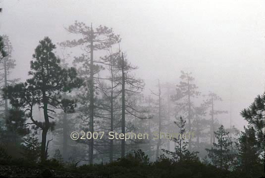 trees in fog graphic