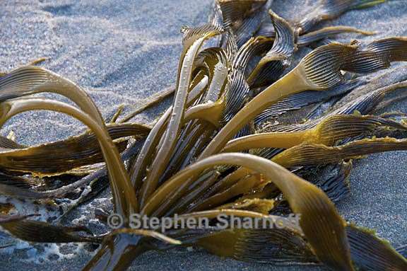 kelp on beach 7 graphic