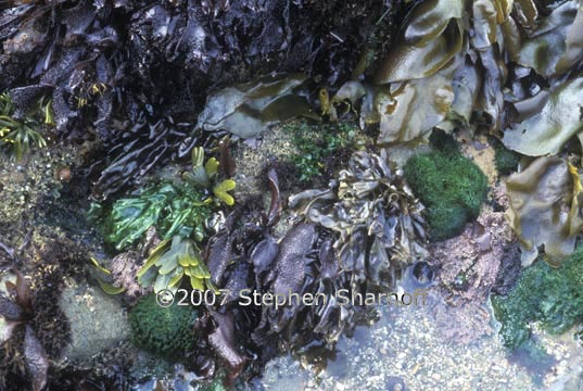 marine algae community 1 graphic