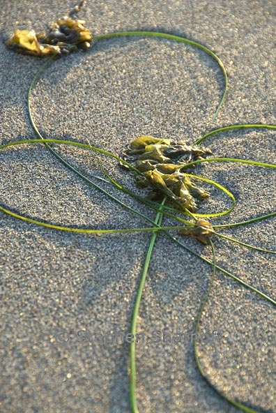 seaweed on beach 2 graphic