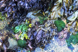 marine algae community thumbnail graphic