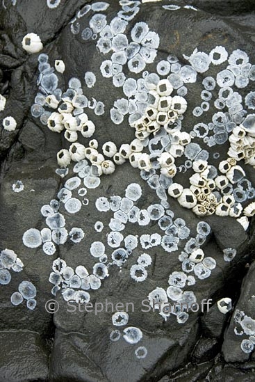 barnacles 1 graphic