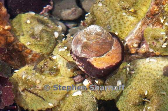 hermit crab 2 graphic