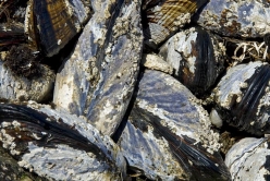 mussels 2 thumbnail graphic