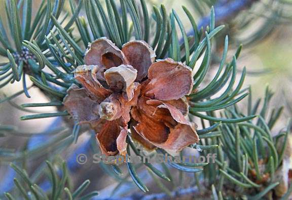 pinus edulis 3 graphic