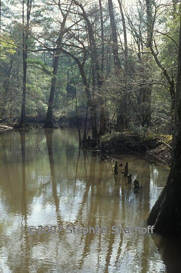 cypress swamp 1 graphic