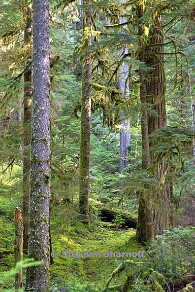 Old-growth Forests