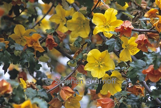 fremontodendron californicum 1 graphic