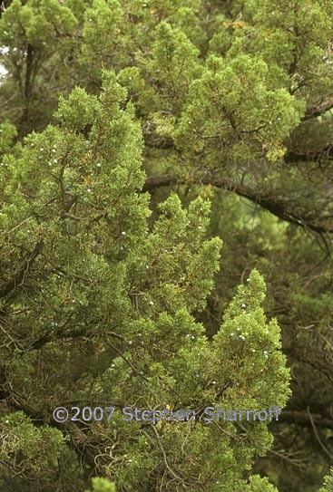 juniperus californica 1 graphic