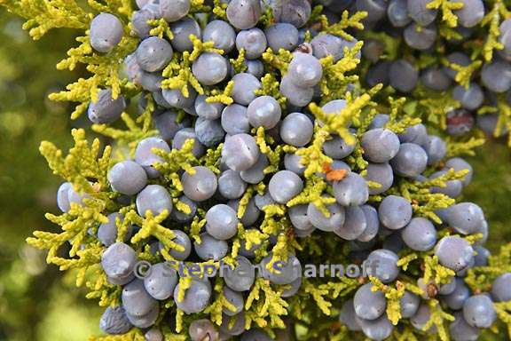 juniperus monosperma 1 graphic