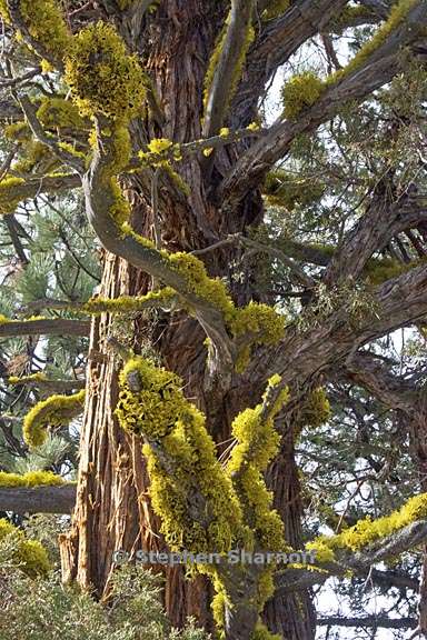 juniperus occidentalis 5 graphic