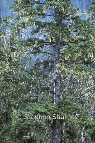 spruce tree alaska graphic