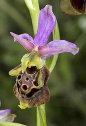 ophrys scolopax thumbnail graphic