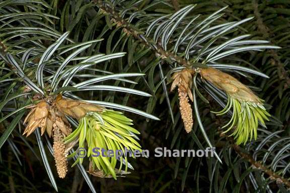 Abies bracteata