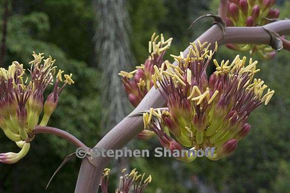 Agave colorata
