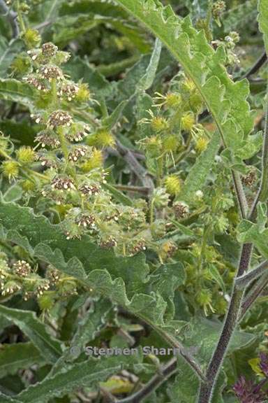 Ambrosia ambrosoides