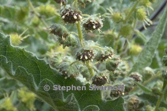 Ambrosia ambrosoides