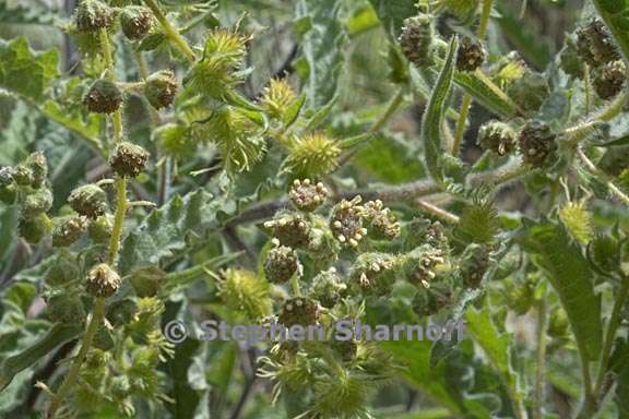 Ambrosia ambrosoides