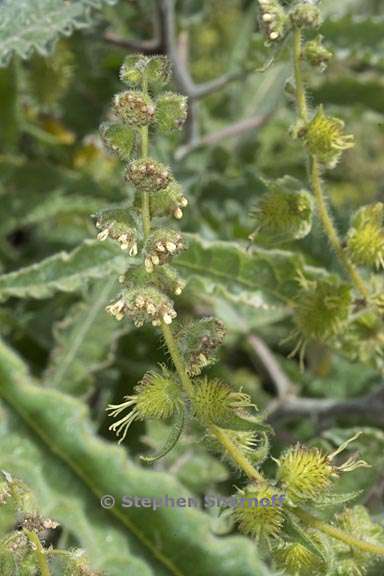 Ambrosia ambrosoides