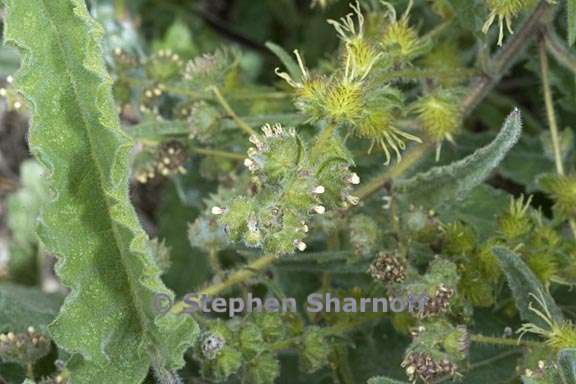 Ambrosia ambrosoides