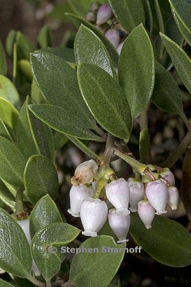 Arctostaphylos hookeri ssp. hearstiorum