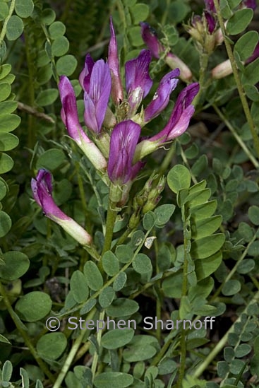 astragalus onobrychis 1 graphic
