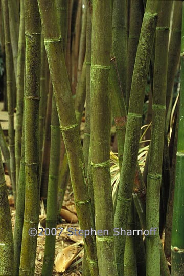 bambusa oldhami 1 graphic
